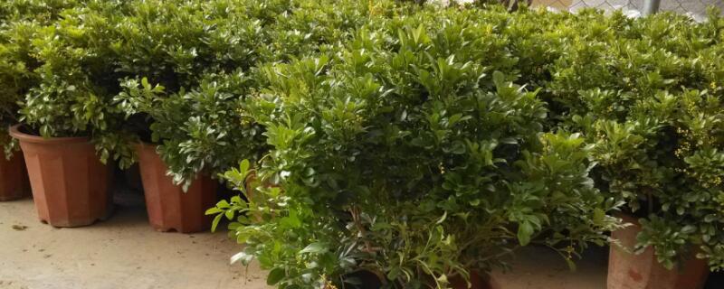 米兰的养殖方法和注意事项(君子兰的养殖方法和注意事项)