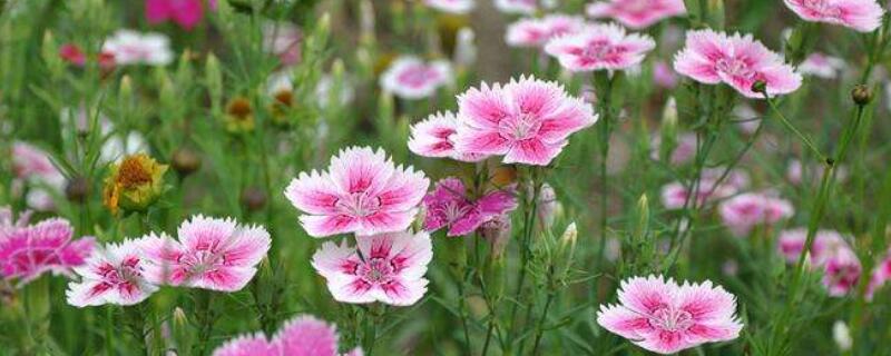 石竹花种子怎么播种（石竹花怎么收种子）