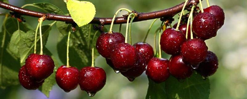 樱桃树春天什么时候浇水 樱桃树什么时候浇水施肥