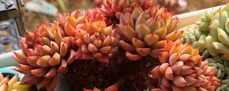 朱砂痣多肉怎么养 朱砂痣多肉怎么养护