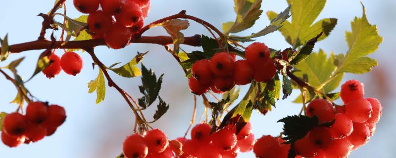 红豆花在花瓶怎么养(红豆花图片大全怎么养好插瓶里能活多久)