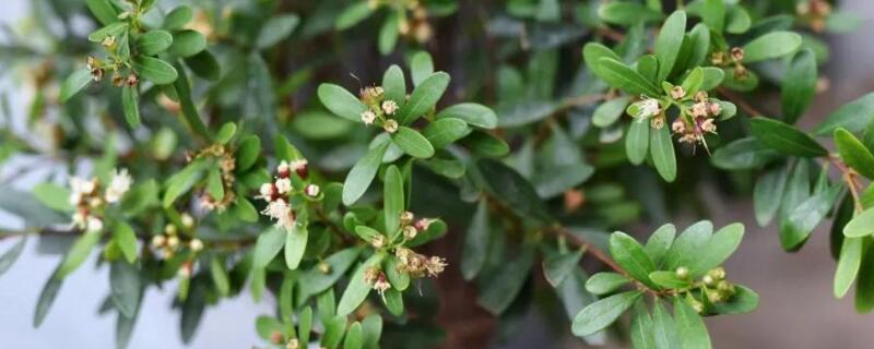 赤楠干叶子是怎么回事 赤楠干叶怎么办