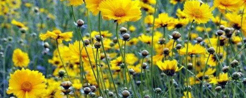 金鸡菊种植方法(金鸡菊种植方法和时间)