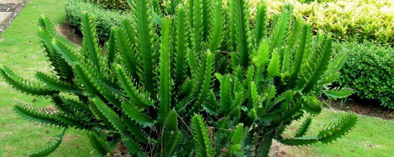 三棱箭怎样快速生根 三棱箭嫩芽怎么扦插