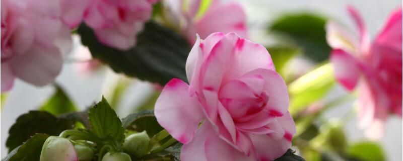 水梅掉花骨朵怎么补救（水梅花生病怎样补救）