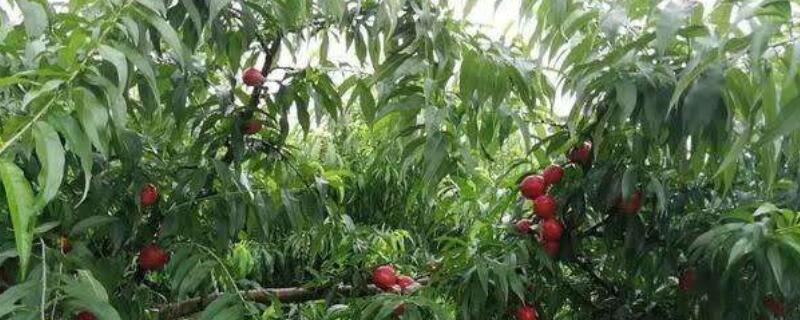 果树移栽后多久生根 秋季移栽果树多少天能生根