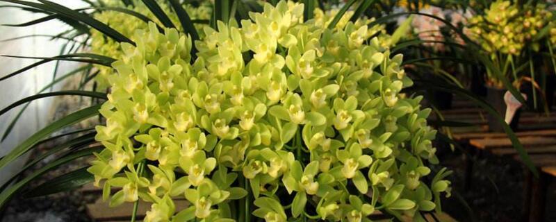 惠兰开花后怎么处理（惠兰花开花了怎么养）