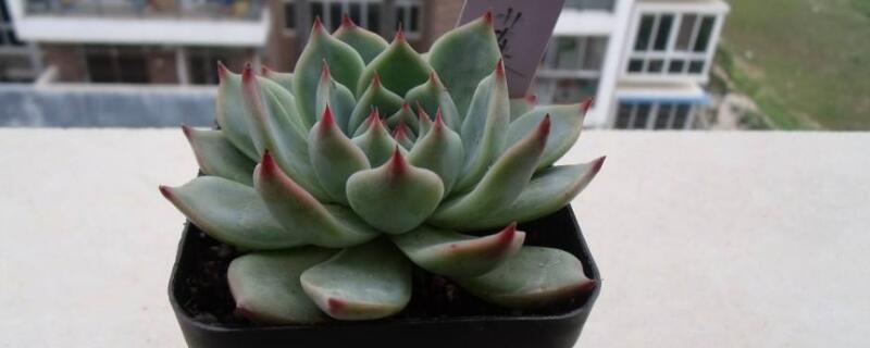 吉娃莲的养殖方法 吉娃莲怎么种植