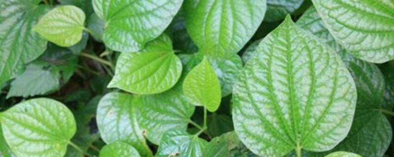 假蒌叶的功效 假蒌叶的功效和作用