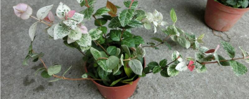 花叶络石如何换盆（花叶络石怎么换盆）