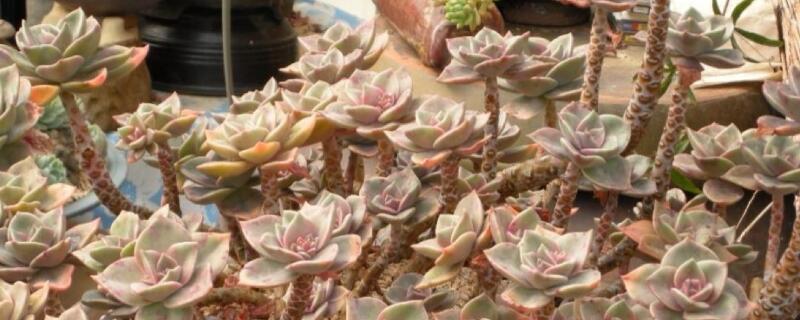 多肉土壤要求 多肉植物土壤要求