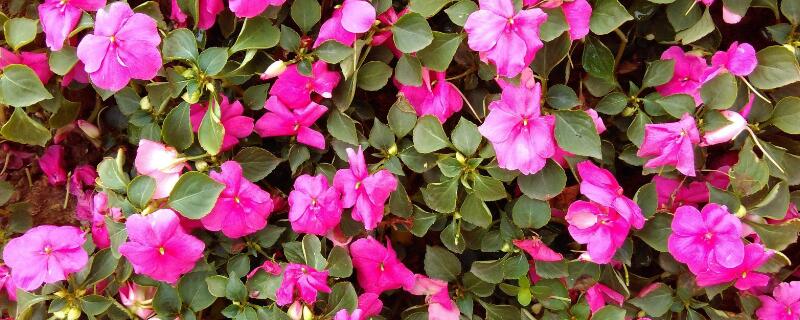 天门冬草花的养殖 天门冬花怎么养殖?