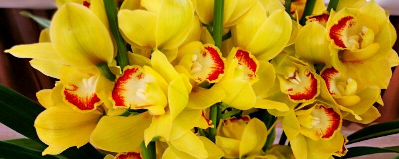 大花蕙兰开花后要剪吗（大花蕙兰开完花怎么剪）