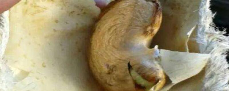 芒果核能种吗 芒果核能种吗会不会生芒果