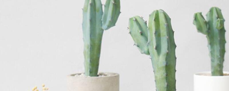 龙神木的养殖方法 龙神木的移栽方法