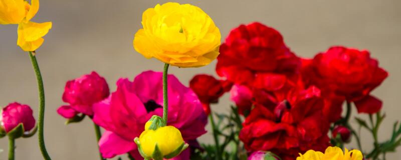 花毛茛烂根怎么救(花毛茛种球烂了怎么办)