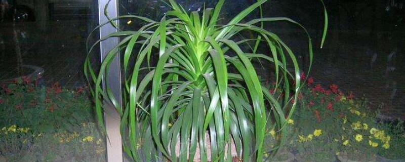 龙血树叶尖干枯怎么救（血龙树叶尖干枯什么原因?）