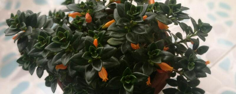 金鱼吊兰修剪教程 金鱼吊兰修剪方法