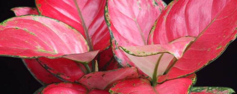 万年青吉利红怎么养（吉利红万年青怎样养更红）