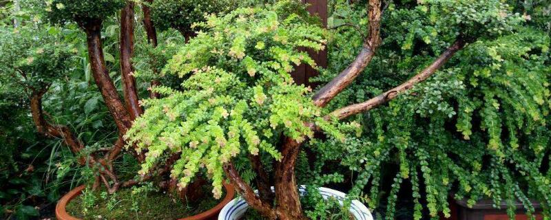 赤楠盆景什么时候修剪 赤楠盆景什么时候修剪最好