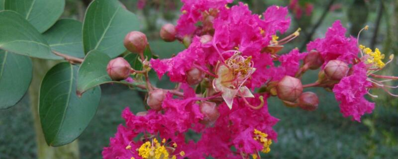 紫薇树的移栽要点（紫薇树栽培方法）