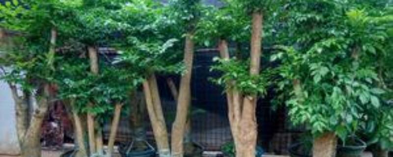 富贵树怎么养才茂盛 富贵树怎么养才茂盛视频