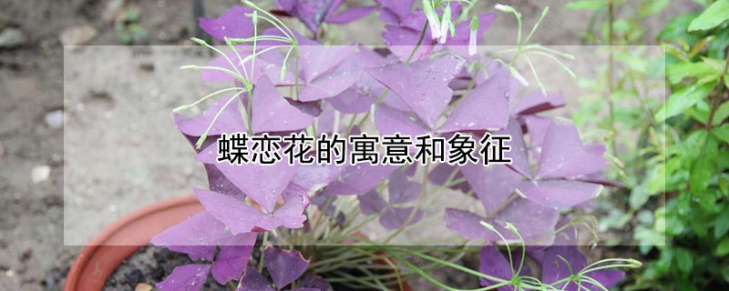 蝶恋花的寓意和象征（蝶恋花的寓意和象征风水）