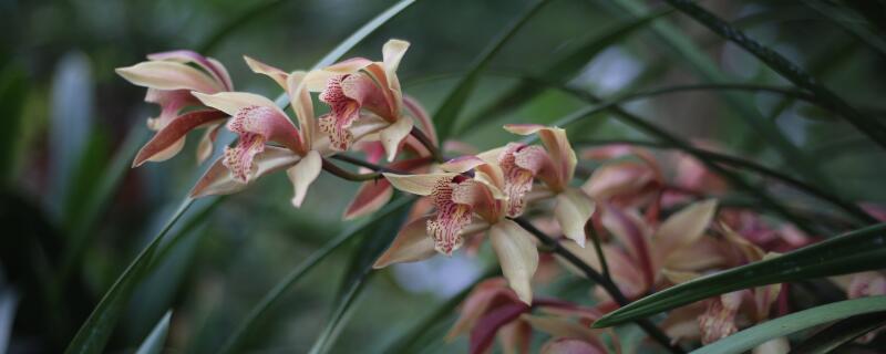 蕙兰怎么浇水 盆栽蕙兰冬季怎么浇水