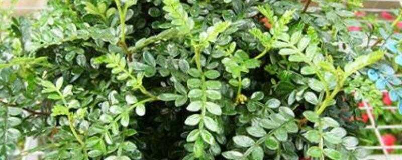 野生清香木怎么挖 山上挖的清香木如何种的活