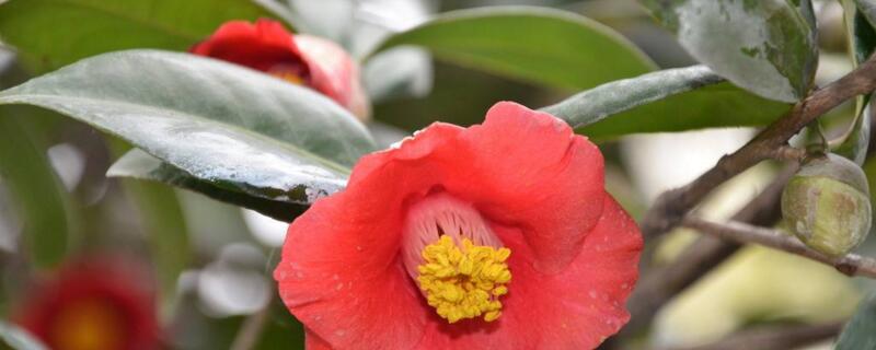 地栽耐冬黄叶怎么办 耐冬叶子发黄脱落是什么原因