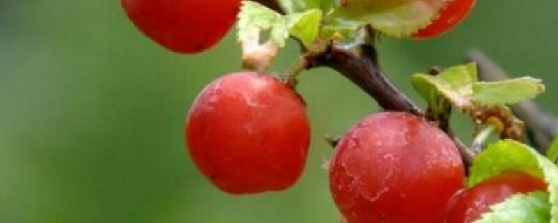 郁李果实能吃吗 郁李花果实