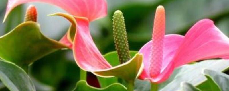 粉掌如何催花（白掌怎么催花）