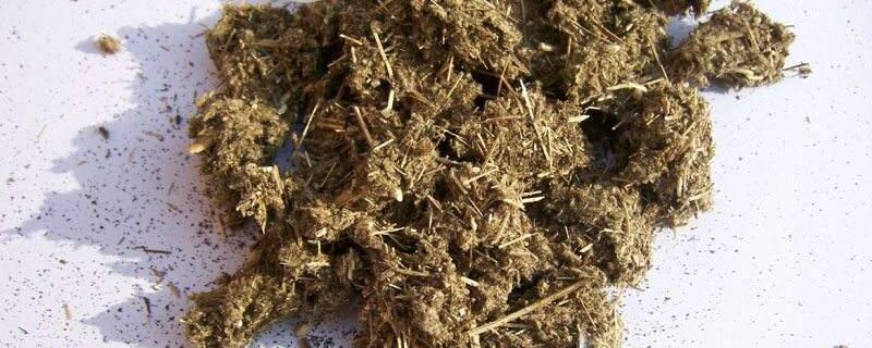 艾灰可以放花盆养花吗（艾灰能不能养花）