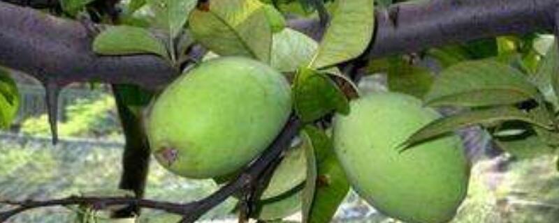 木瓜树的养护管理（木瓜树的管理与护养）