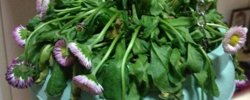 雏菊叶子蔫了怎么办（雏菊叶子枯萎了怎么办）