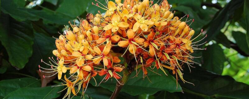 姜花怎么繁殖 姜花如何繁殖