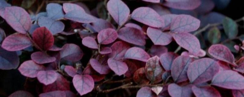 红花檵木的生长特点 红花檵木观赏特性和园林用途