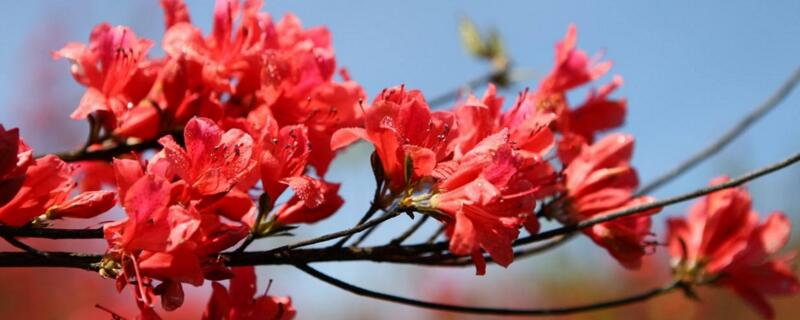 映山红老桩的栽培方法（映山红老桩怎么栽）