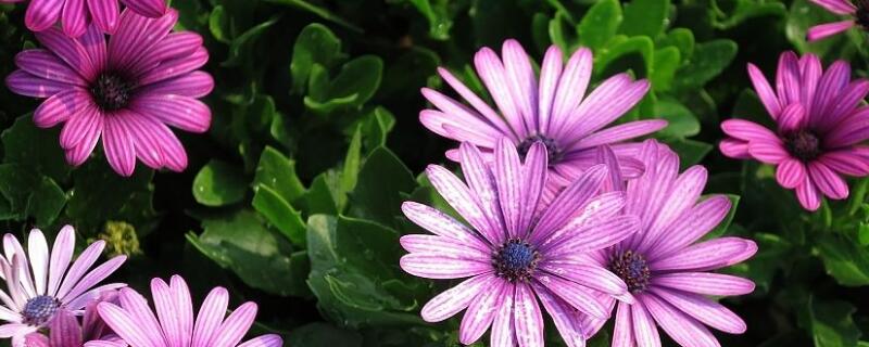 蓝目菊怎么打顶（蓝目菊如何打顶）