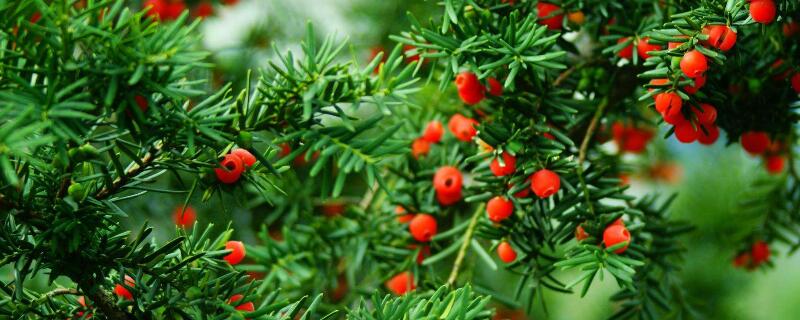 红豆杉怎么养（红豆杉的养殖）