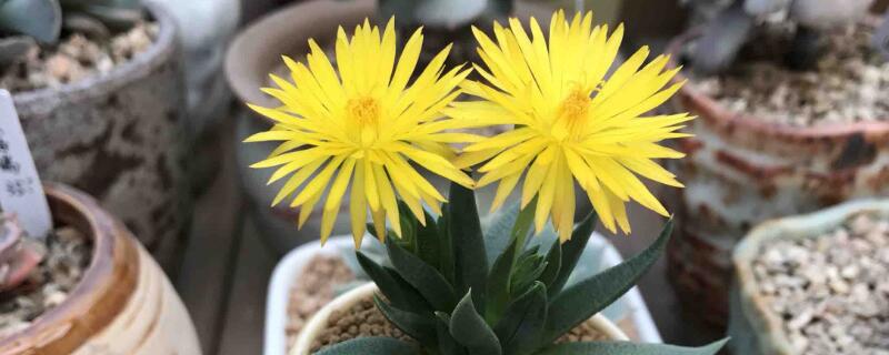 照波的养殖方法(照波怎么养)