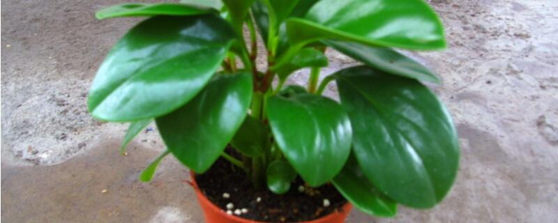 青叶碧玉怎么修剪 青叶碧玉如何修剪