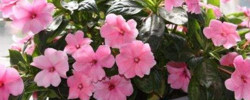 水梅花开花时用什么花肥 水梅花需要什么肥