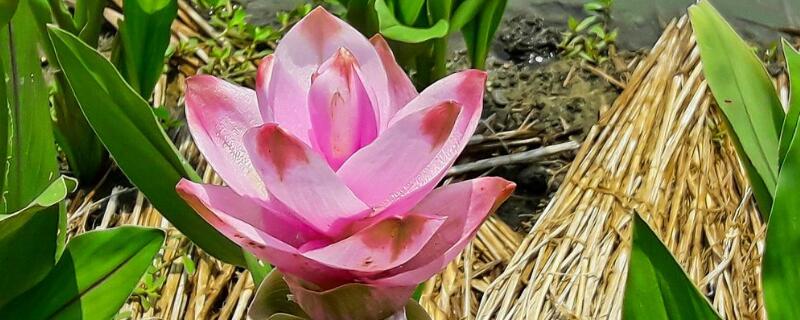 姜荷花种球怎么保存 姜荷花种球怎么保存视频