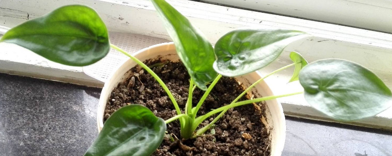 尖尾芋烂了怎么办 芋头烂叶怎么办