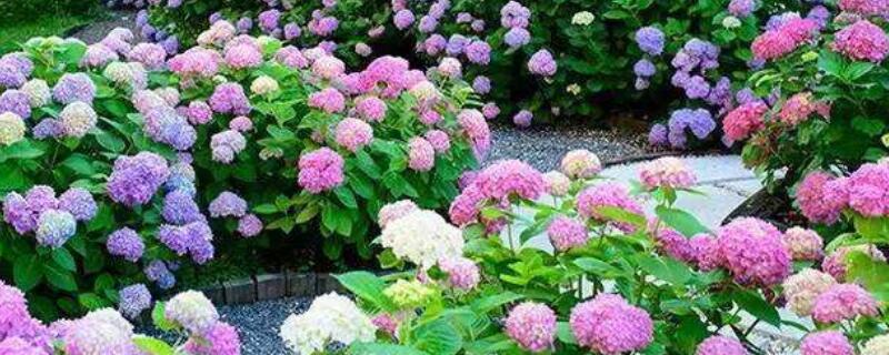 无尽夏多久浇水 无尽夏多久浇水一次