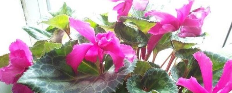 萝卜莲花期怎么护理 萝卜莲的养殖方法和注意事项