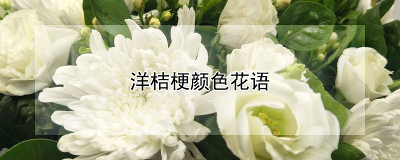 洋桔梗颜色花语（洋桔梗各种颜色的花语是什么）