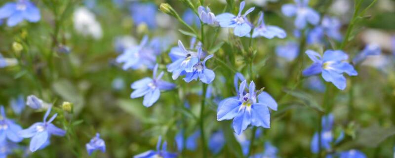 六倍利种子催芽 六倍利种子怎么播种