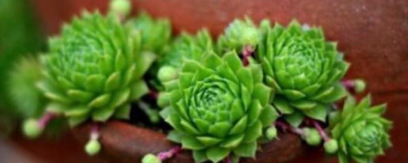 长生草怎么养到包起来 长生草用什么盆